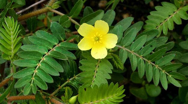 Tribulus in Gluconol